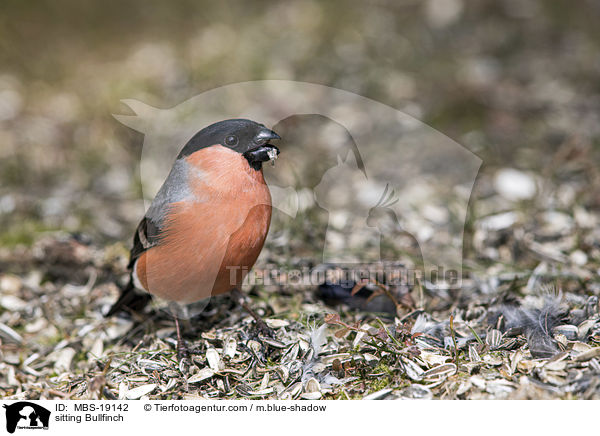sitzender Gimpel / sitting Bullfinch / MBS-19142