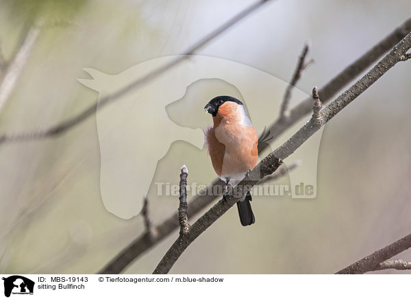 sitzender Gimpel / sitting Bullfinch / MBS-19143