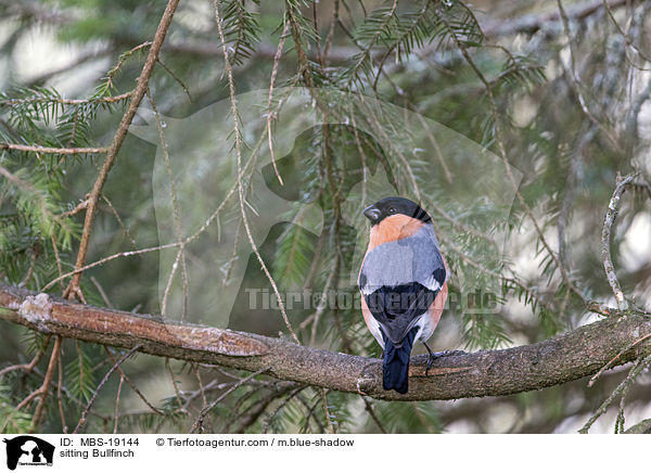 sitzender Gimpel / sitting Bullfinch / MBS-19144
