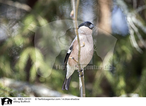 sitzender Gimpel / sitting Bullfinch / MBS-19151