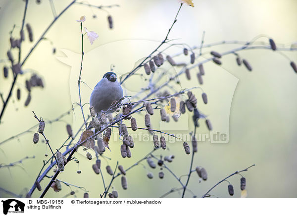 sitzender Gimpel / sitting Bullfinch / MBS-19156