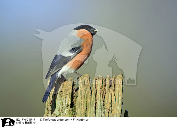 sitzender Gimpel / sitting Bullfinch / FH-01547
