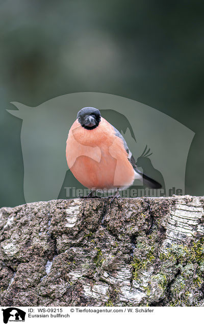Gimpel / Eurasian bullfinch / WS-09215