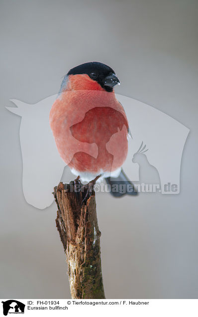 Gimpel / Eurasian bullfinch / FH-01934