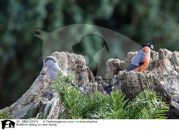 Gimpel sitzt auf Baumstumpf / Bullfinch sitting on tree stump / MBS-25472