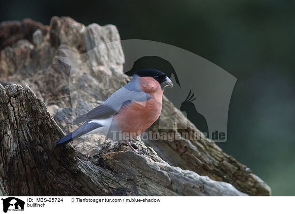 Gimpel / bullfinch / MBS-25724