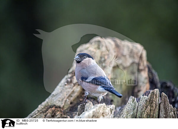 bullfinch / MBS-25725