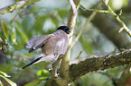 Eurasian bullfinch
