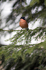 sitting Bullfinch