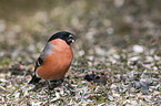 sitting Bullfinch