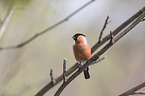 sitting Bullfinch