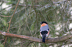 sitting Bullfinch