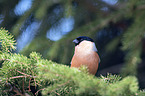 sitting Bullfinch