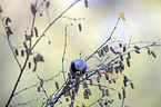 sitting Bullfinch