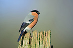 sitting Bullfinch