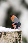 Eurasian bullfinch