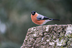 Eurasian bullfinch