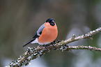 Eurasian bullfinch