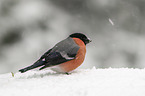 Eurasian bullfinch