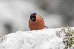 Eurasian bullfinch