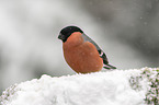 Eurasian bullfinch