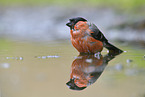 bullfinch
