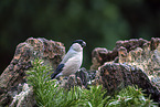 Bullfinch sitting on tree stump