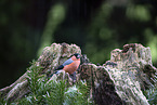 Bullfinch sitting on tree stump