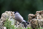 Bullfinch sitting on tree stump