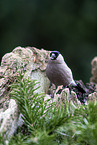 Bullfinch sitting on tree stump