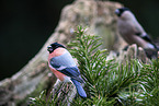 Bullfinch sitting on tree stump