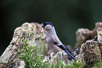 Bullfinch sitting on tree stump