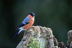 Bullfinch sitting on tree stump