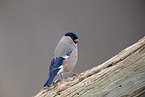 bullfinch