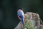 bullfinch