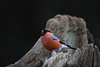 bullfinch