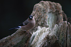 bullfinch