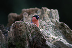 bullfinch