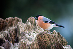 Eurasian bullfinch