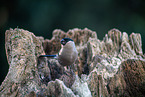 Eurasian bullfinch