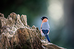 Eurasian bullfinch