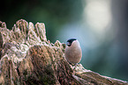 Eurasian bullfinch