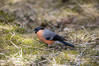 Eurasian bullfinch