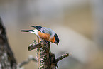 Eurasian bullfinch