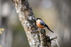 Eurasian bullfinch