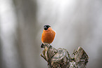 Eurasian bullfinch