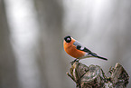 Eurasian bullfinch
