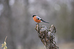 Eurasian bullfinch