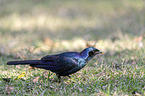 Burchells starling