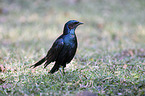 Burchells starling
